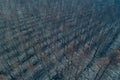AERIAL DRONE VIEW OF A PINE FOREST DEVASTATED BY FOREST FIRE