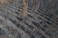 Pine forest devastated by forest fire, aerial view