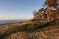 Pine Forest directly near the beach of the Baltic Sea