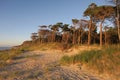 Pine Forest directly near the beach of the Baltic Sea