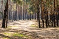 Pine forest and dirt, country road. Dirt road in a pine forest at sunset Royalty Free Stock Photo