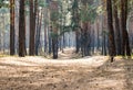 Pine forest and dirt, country road. Dirt road in a pine forest at sunset Royalty Free Stock Photo