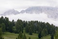 Pine forest and Dolomites covered in dense fog