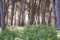 Pine forest at Donana National Park Royalty Free Stock Photo