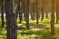 Pine forest at Donana National Park Royalty Free Stock Photo