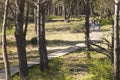 Pine forest at Donana National Park Royalty Free Stock Photo