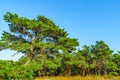 Pine forest on dunes, Ecoregion pine wasteland, Cape Cod Massachusetts, US