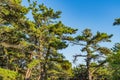 Pine forest on dunes, Ecoregion pine wasteland, Cape Cod Massachusetts, US