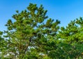 Pine forest on dunes, Ecoregion pine wasteland, Cape Cod Massachusetts, US