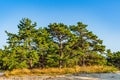 Pine forest on dunes, Ecoregion pine wasteland, Cape Cod Massachusetts, US Royalty Free Stock Photo