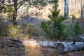 Pine forest. Early autumn. Forest paths. Walks in the open air