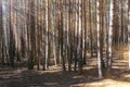 Pine forest early morning with sun rays Royalty Free Stock Photo