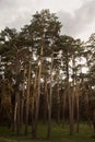 Pine forest in the evening at sunset.