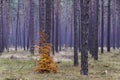 Pine forest in fall