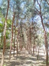 Pine forest at Fatumaca, Timor-Leste. Royalty Free Stock Photo