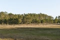 Pine forest with firebreaks, young pines with a clear sky and firebreaks in the foreground in horizontal Royalty Free Stock Photo