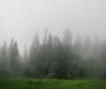 Pine forest in the fog, Upper Austria Royalty Free Stock Photo