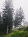 Pine forest in the fog, Upper Austria Royalty Free Stock Photo