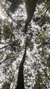 pine forest at the foot of the mountain