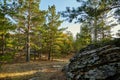 Pine forest grows on the stones Royalty Free Stock Photo