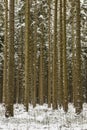 Pine Forest Harz Mountains Germany