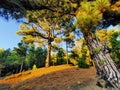 Pine Forest on Hierro Royalty Free Stock Photo