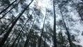 Pine forest in Indonesia 1209