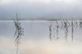 Pine forest island and shrubs refection on the lake at dawn with magic of the sky and clouds part 10 Royalty Free Stock Photo