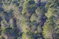 A Pine Forest in the Judea Mountains, Israel Royalty Free Stock Photo
