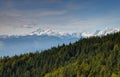 Pine forest in Karavanke range with snowy Julian Alps, Slovenia Royalty Free Stock Photo
