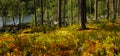 Pine forest Karelia