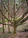 Pine forest is known for its dramatic tall pines located in Kodaikanal, Tamil Nadu Royalty Free Stock Photo