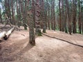 Pine forest is known for its dramatic tall pines located in Kodaikanal, Tamil Nadu Royalty Free Stock Photo