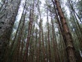 Pine forest in kodaikanal tourist hill station in india