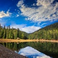 Pine forest and lake near the mountain early in the morning Royalty Free Stock Photo