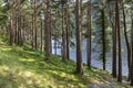 Pine forest on the lake road in Glendalough Upper lake Royalty Free Stock Photo