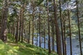 Pine forest on the lake road in Glendalough Upper lake Royalty Free Stock Photo