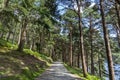 Pine forest on the lake road in Glendalough Upper lake Royalty Free Stock Photo