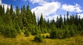 pine forest landscape Royalty Free Stock Photo