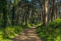 Pine forest landscape with road Royalty Free Stock Photo