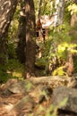 Pine forest landscape summer Royalty Free Stock Photo