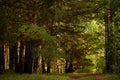 Pine forest landscape, summer rural nature Royalty Free Stock Photo