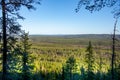 Pine Forest in Lapland Royalty Free Stock Photo