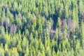 Pine Forest in Lapland Royalty Free Stock Photo