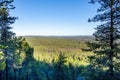 Pine Forest in Lapland Royalty Free Stock Photo