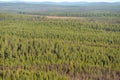 Pine Forest in Lapland Royalty Free Stock Photo