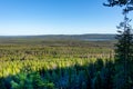 Pine Forest in Lapland Royalty Free Stock Photo