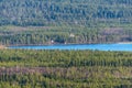 Pine Forest in Lapland Royalty Free Stock Photo
