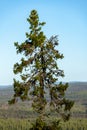 Pine Forest in Lapland Royalty Free Stock Photo