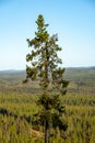 Pine Forest in Lapland Royalty Free Stock Photo